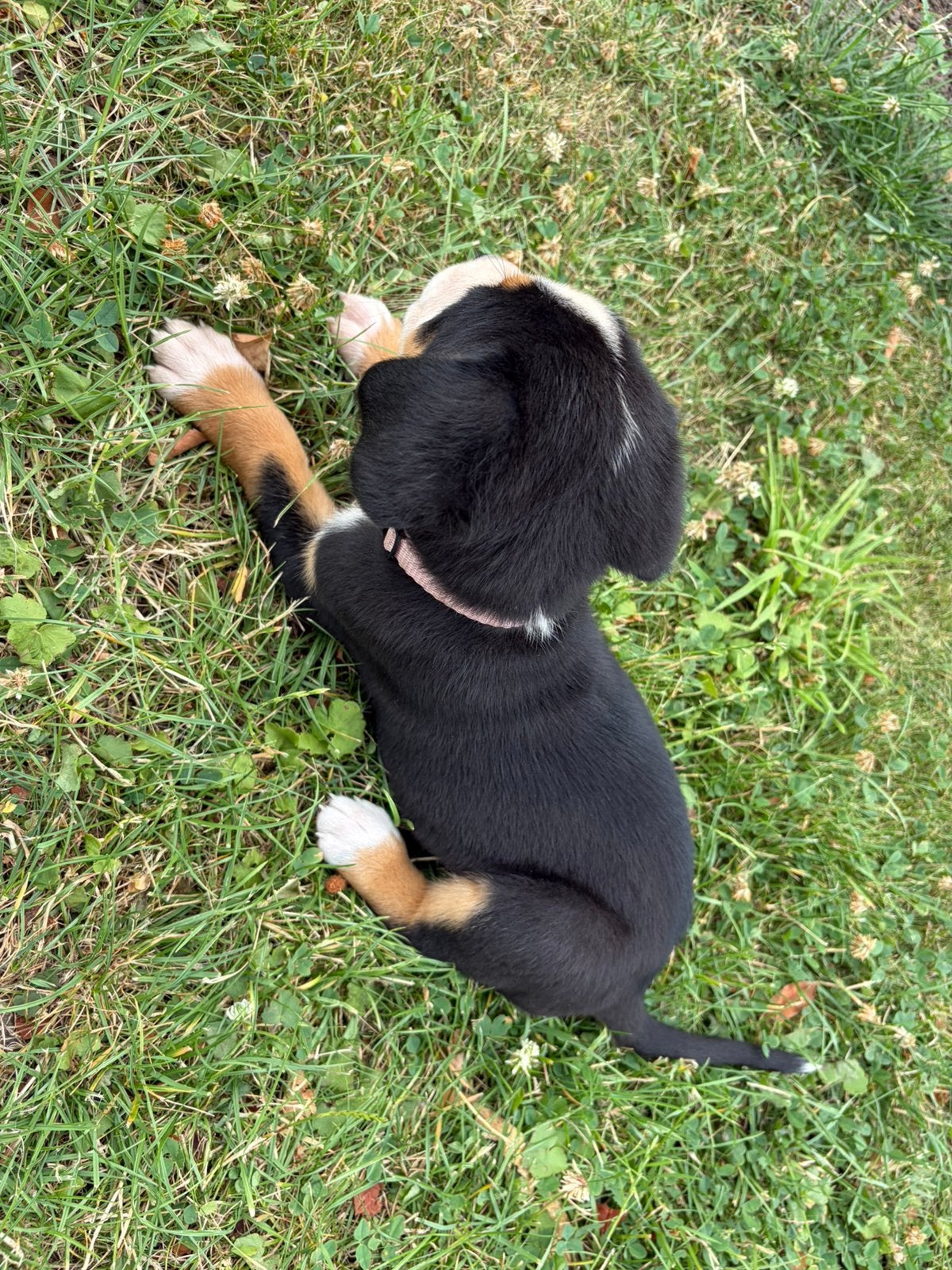 Zwittserse sennen pups 1 teefje over., Dieren en Toebehoren, Parvo, Teef, Eén hond, Nederland