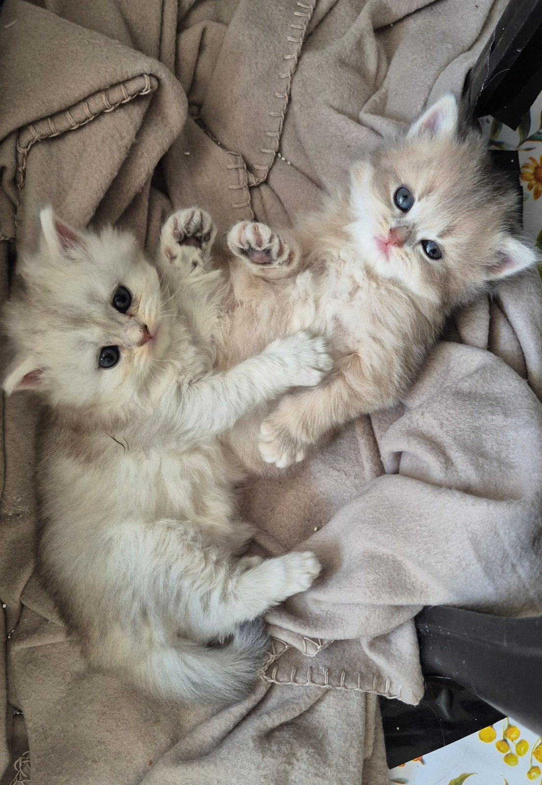 langharige kittens, Meerdere dieren