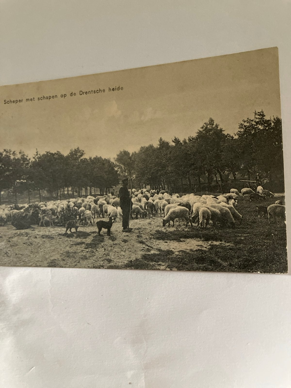 Oude Ansichtkaart: Scheper met schapen op de Drentse heide, Ophalen of Verzenden, Voor 1920, Ongelopen, Drenthe