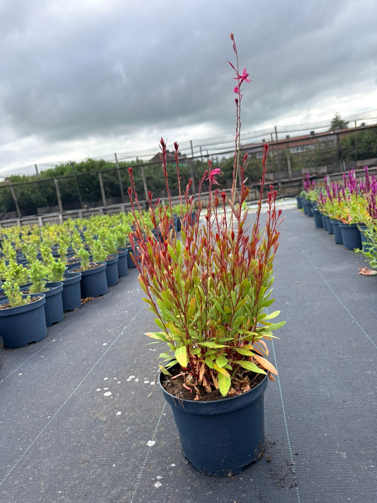Zomeraanbieding  Gaura lindheimeri ‘Siskiyou Pink’, Ophalen of Verzenden, Overige soorten, Volle zon