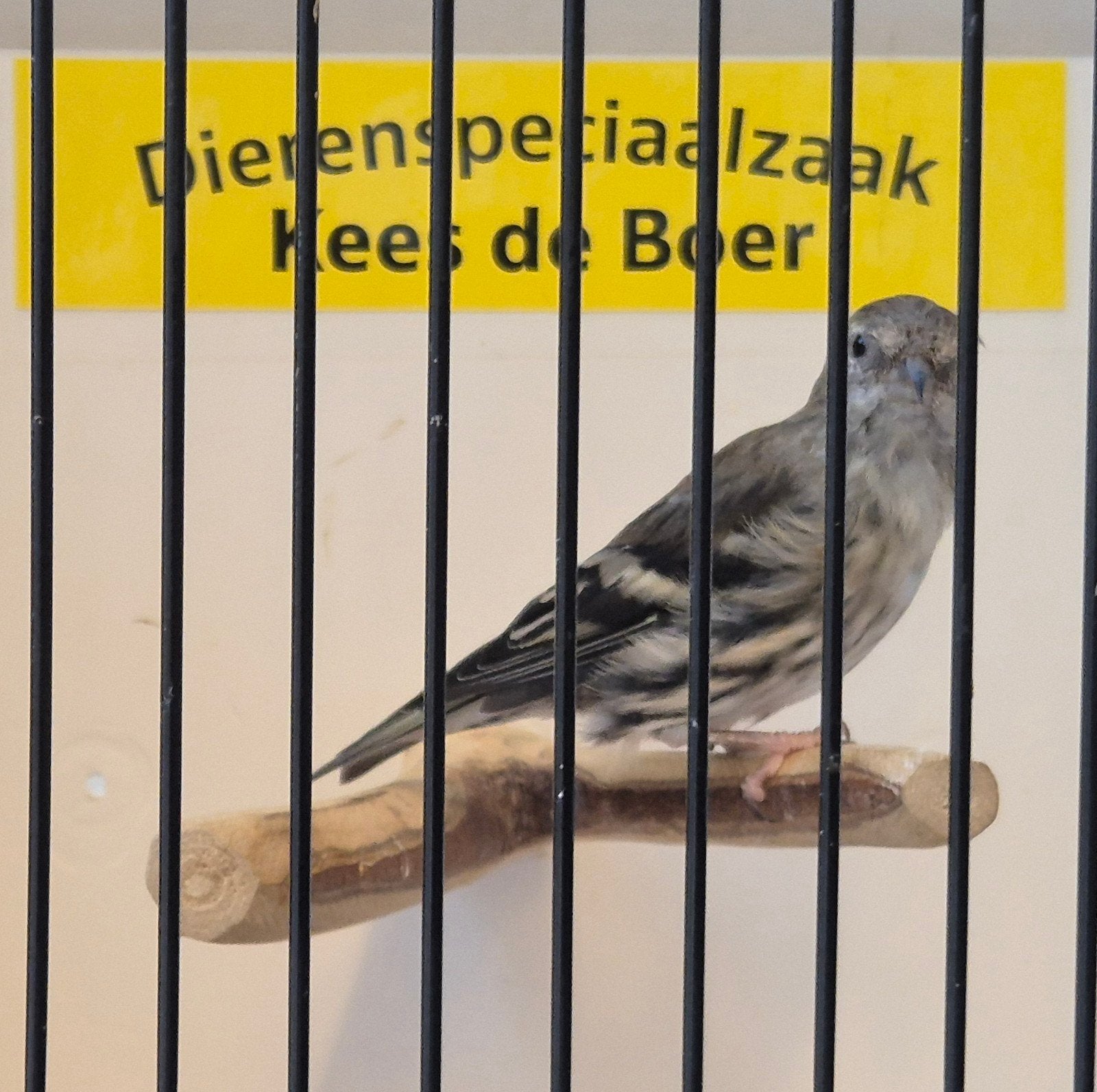 ivoor sijs pop