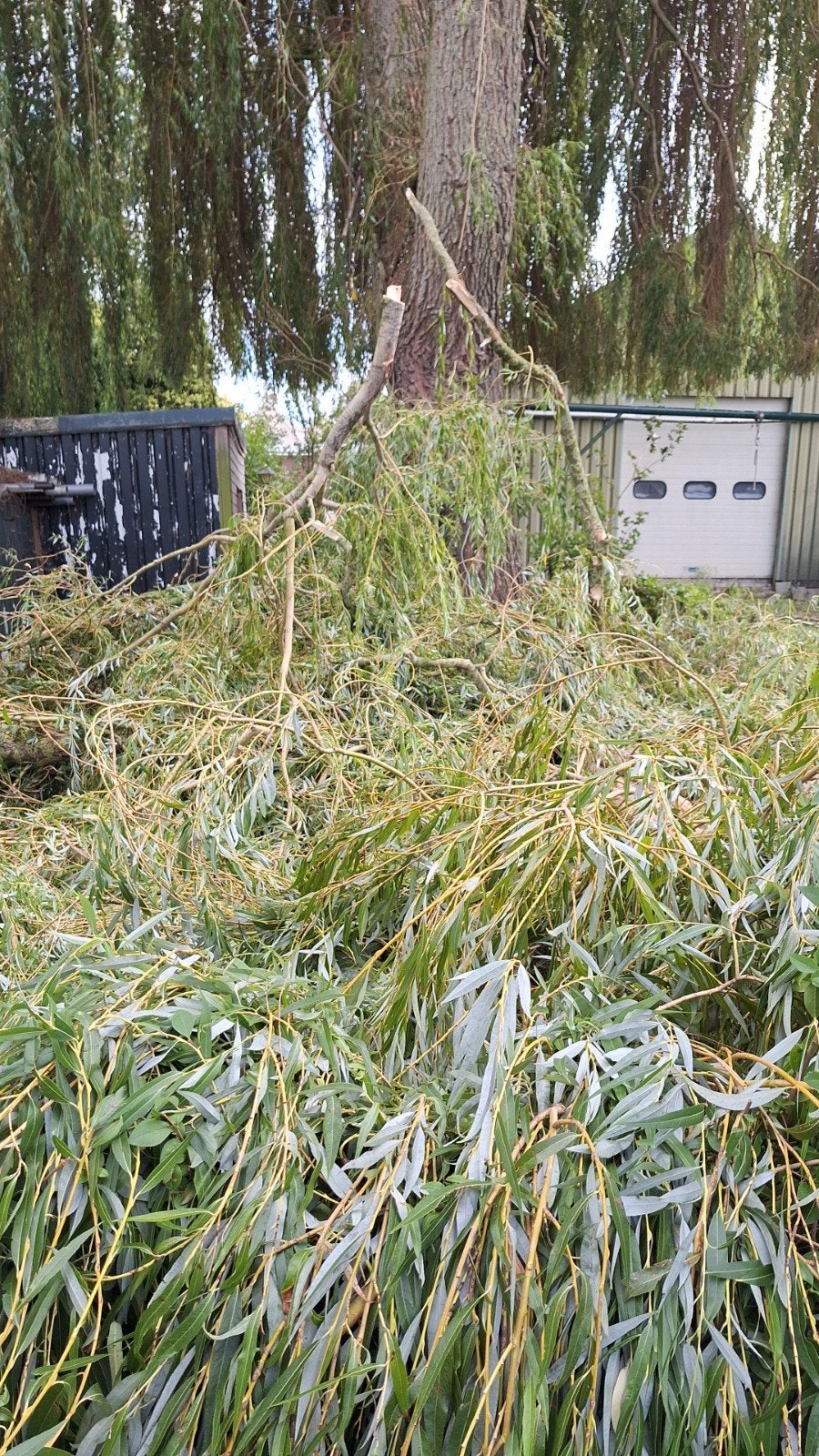 gratis treurwilg takken en stammen stookhout, Treurboom, Lente, 100 tot 250 cm, Ophalen