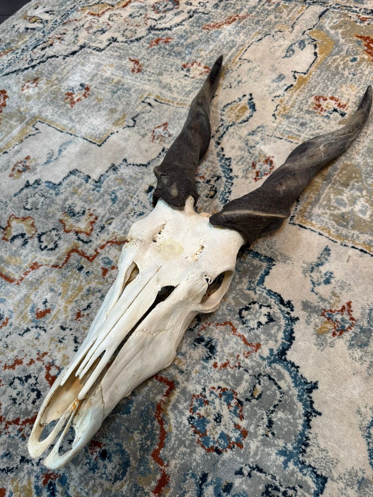 Eland antilope schedel, Verzamelen, Dierenverzamelingen, Ophalen, Zo goed als nieuw, Wild dier, Schedel