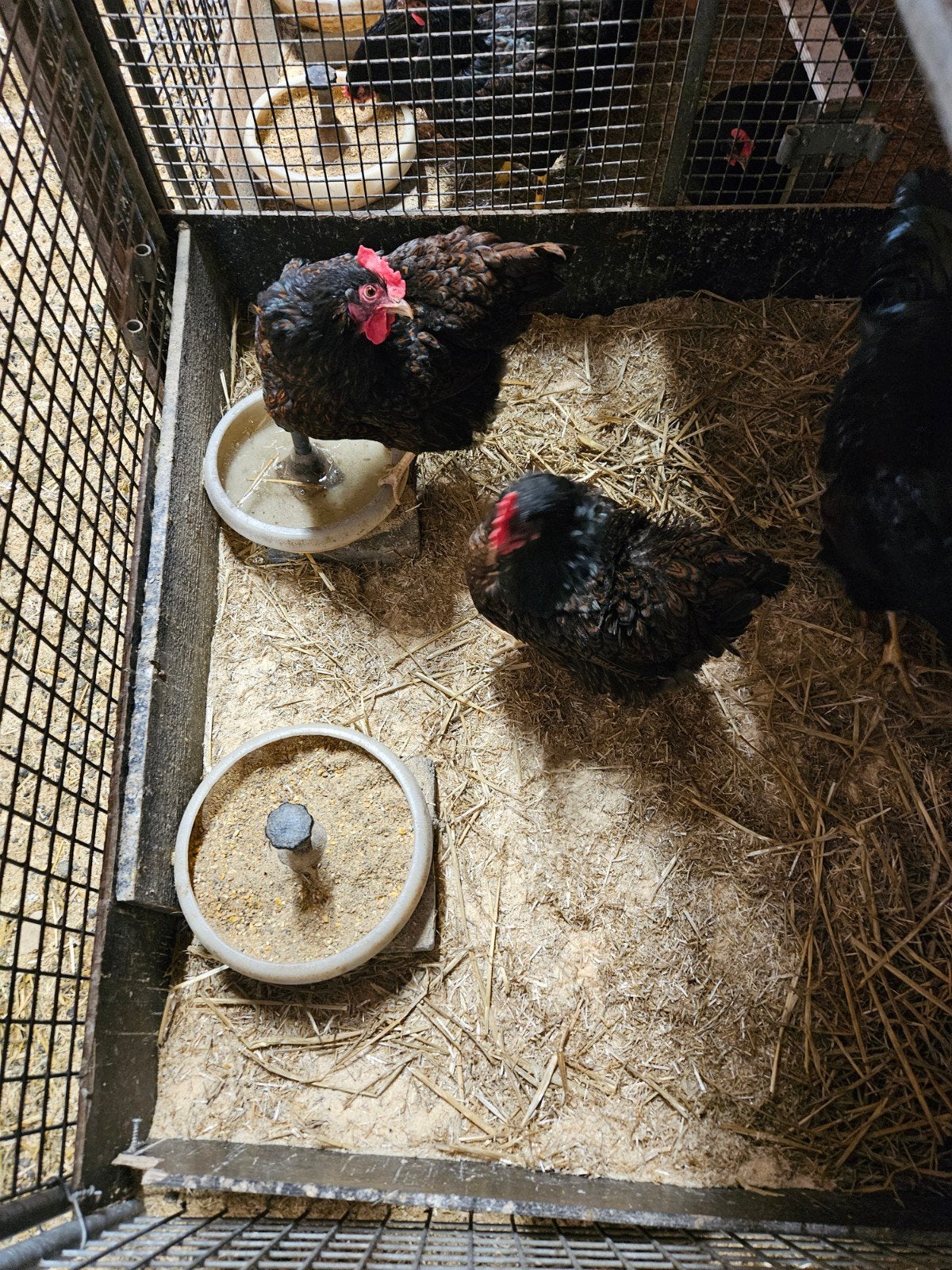 Te koop mooie dubbel gezoomde Barneveldse kippen Te koop moo, Vrouwelijk, Kip