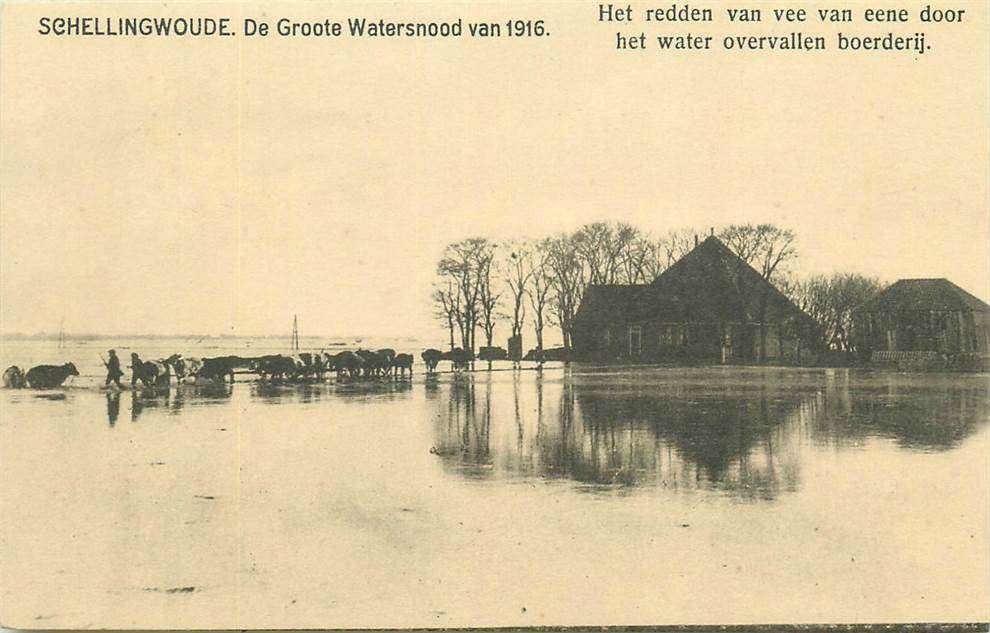 304-215-041 Schellingwoude Het redden van vee van eene door, Verzamelen, Verzenden, Voor 1920, Noord-Holland