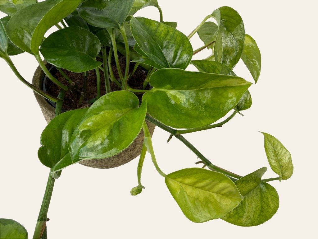 Epipremnum Global Green p12, Huis en Inrichting, Kamerplanten, Ophalen of Verzenden, Halfschaduw, Minder dan 100 cm