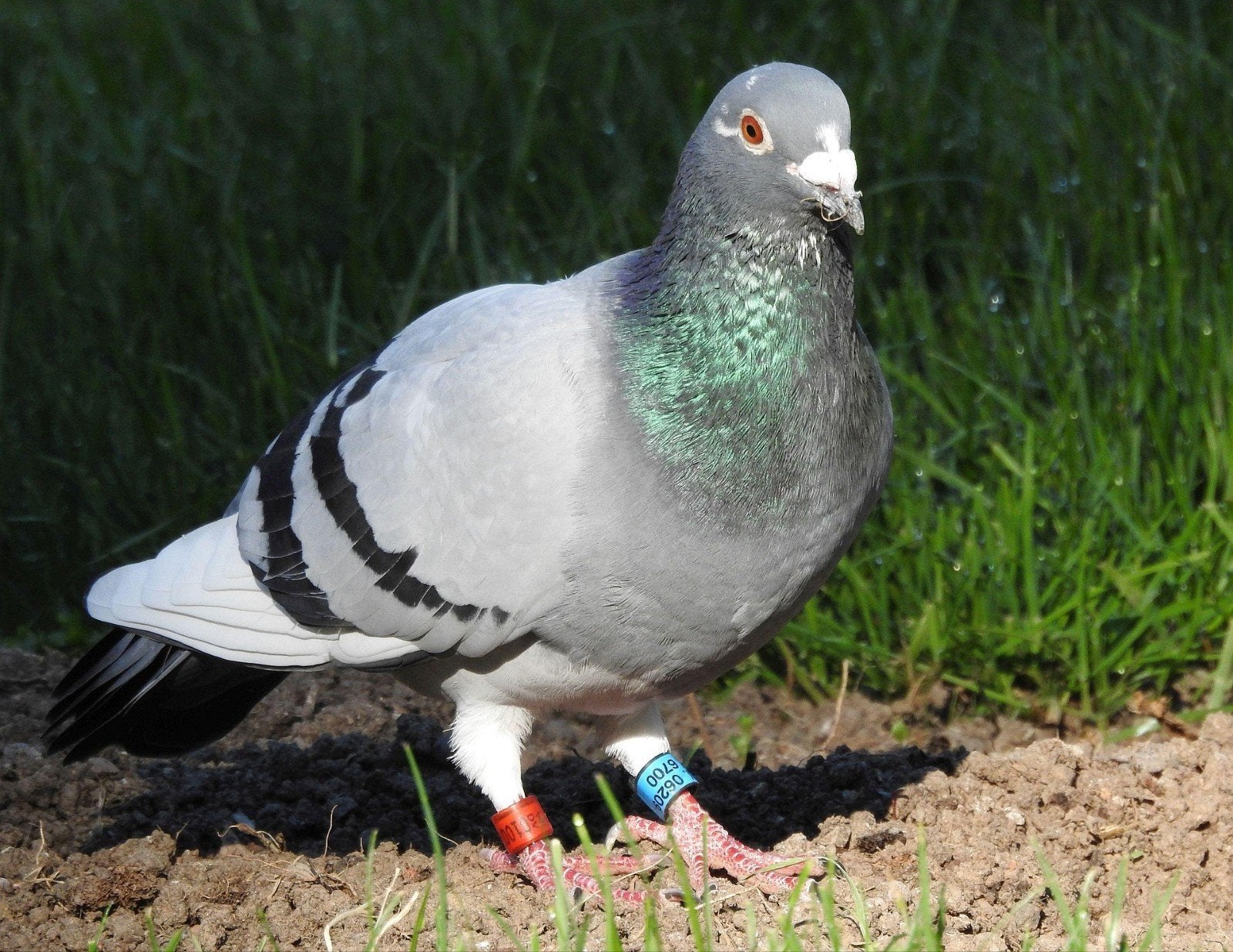 Gezocht: 2 Postduiven, Meerdere dieren, Postduif