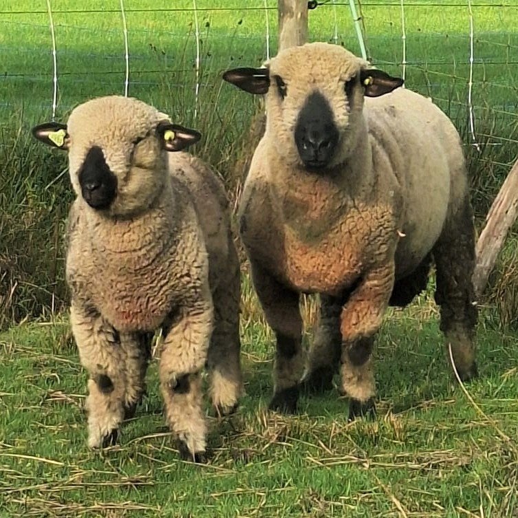 Ervaren dekram stamboek Hampshire Down schaap, Dieren en Toebehoren, Mannelijk, Schaap, 0 tot 2 jaar