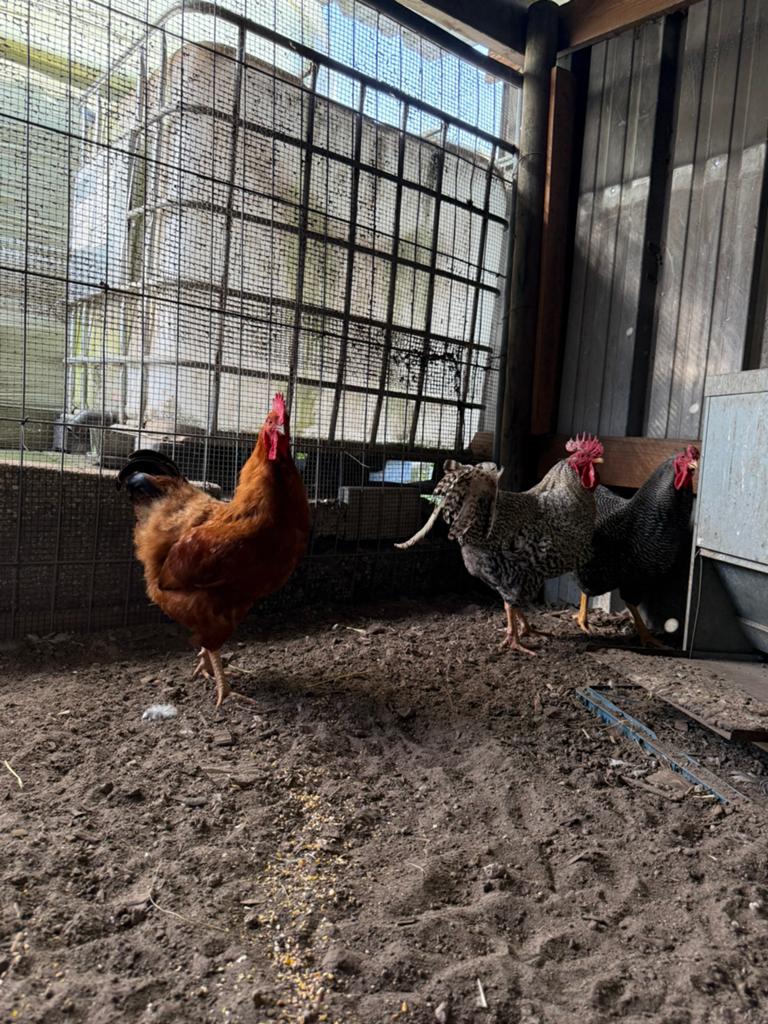 Te koop wyandot hanen, Dieren en Toebehoren, Pluimvee, Mannelijk, Kip