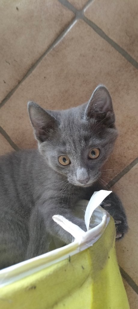 Kittens. Kruising Main Coon en Europese korthaar. c, Dieren en Toebehoren, Katten en Kittens | Raskatten | Langhaar, Meerdere dieren