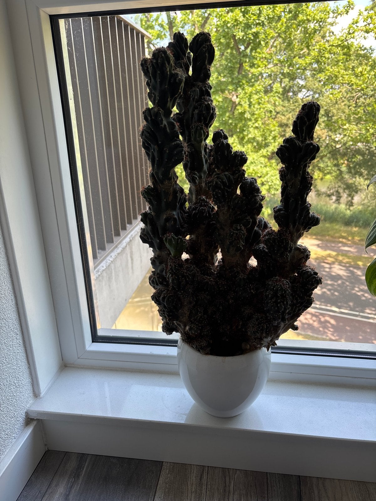 Grote Cactus in Witte Pot - Unieke Vorm, Huis en Inrichting, Kamerplanten, Ophalen, Minder dan 100 cm, In pot, Cactus