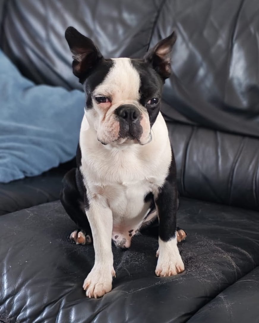 Boston Terrier pup, Dieren en Toebehoren, Honden | Bulldogs, Pinschers en Molossers, Reu, Overige rassen, Particulier, Eén hond