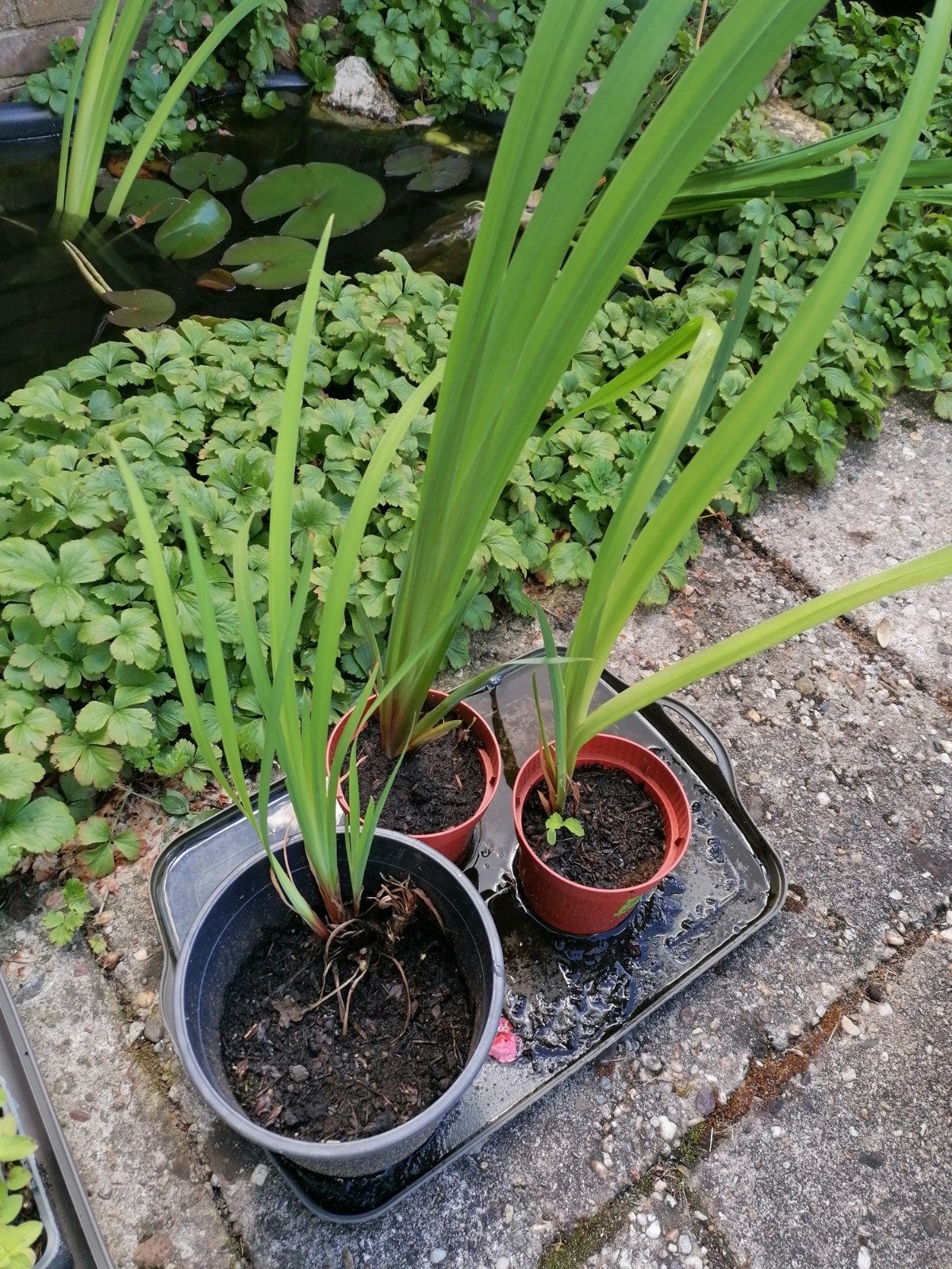 Gele Lis planten voor vijver, Ophalen, Nieuw