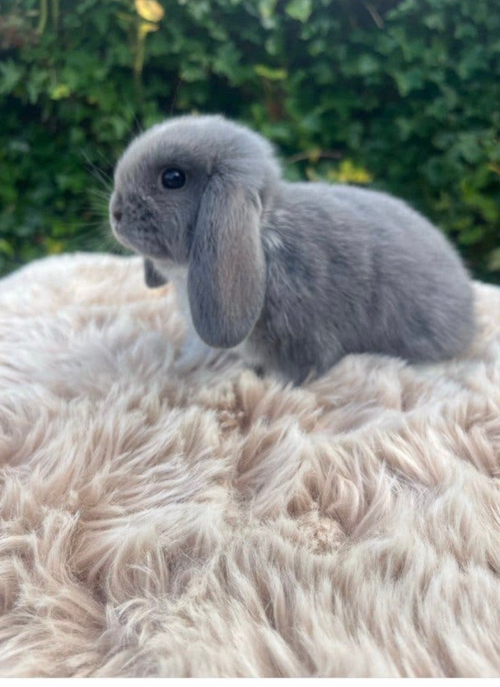 Lieve tamme baby Nederlandse hangoor dwergkonijnen, Meerdere dieren, Dwerg, Hangoor