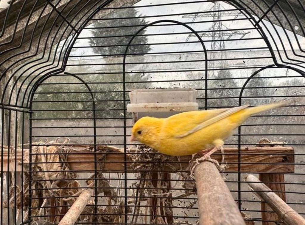 Kanarie man met kooi en voer en behoren, Dieren en Toebehoren, Vogels | Kanaries, Mannelijk, Zangkanarie