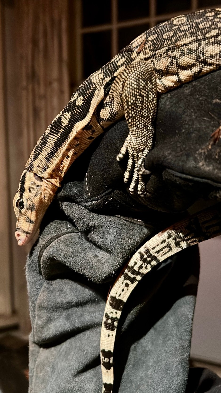 Sumbawa Varanus Salvator Monitor Lizard - female for sale from PPR
