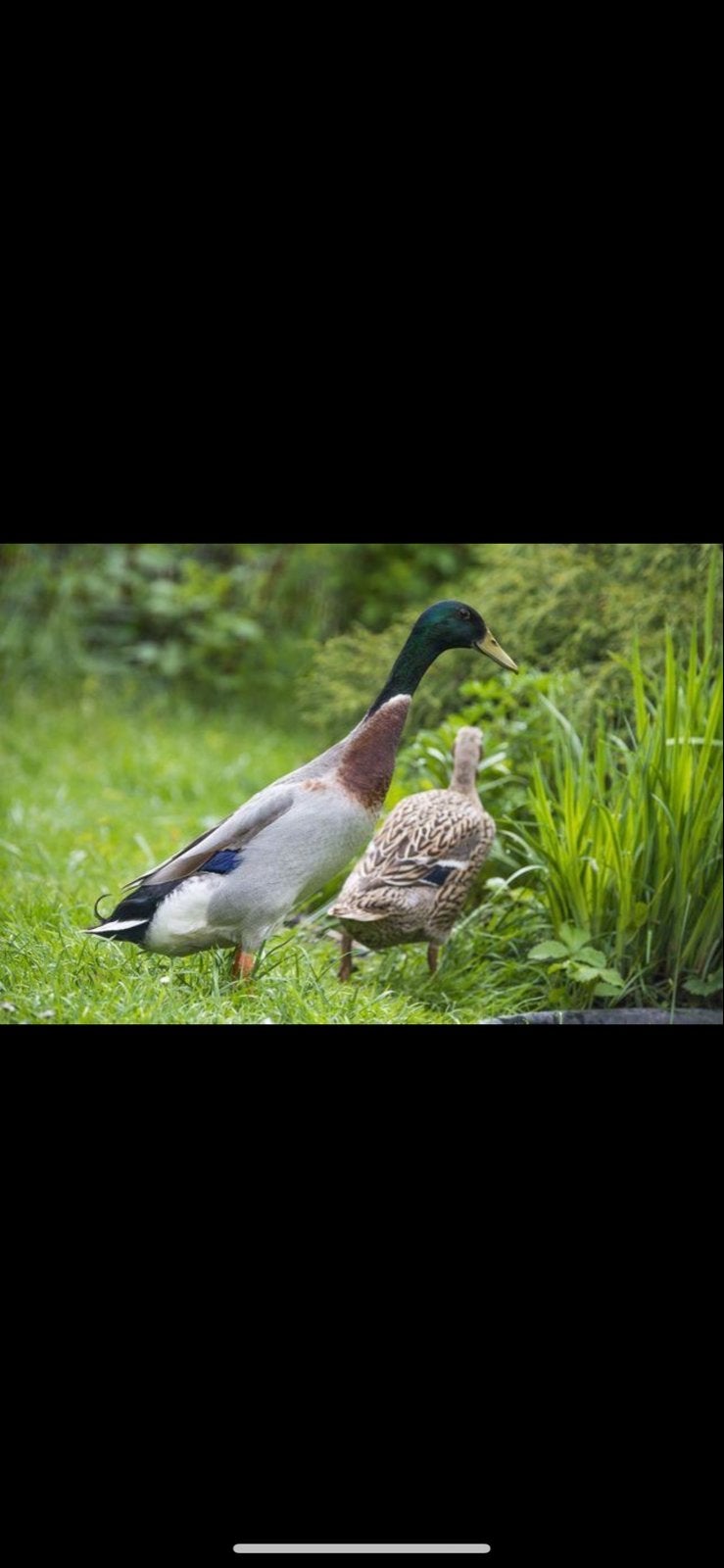 Gezocht: Indische loopeenden wildkleur, Meerdere dieren, Eend