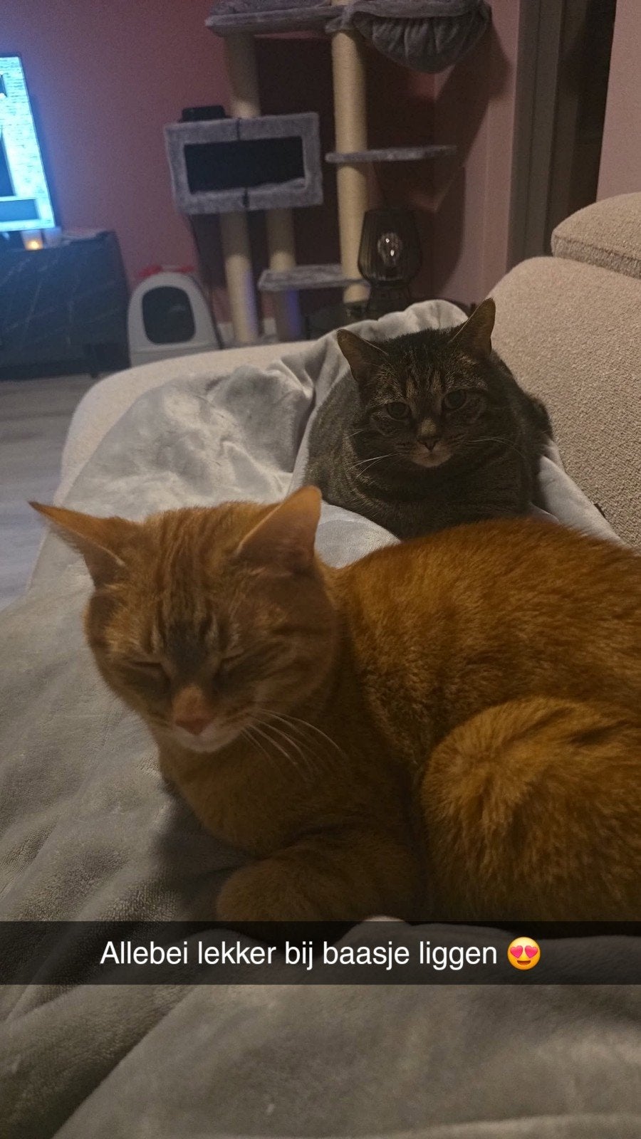 Gouden mandje gezocht voor 2 katten, Kater, Kortharig, 3 tot 5 jaar