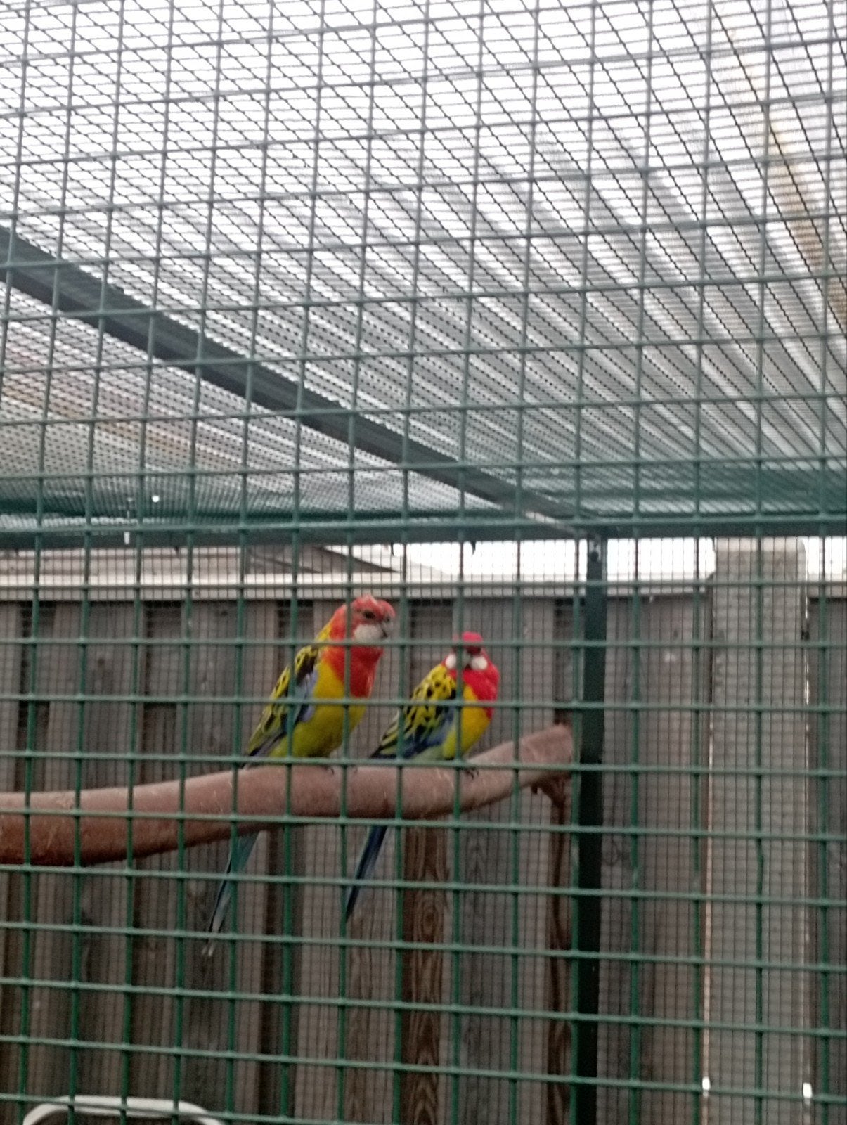 pracht rosella, Dieren en Toebehoren, Meerdere dieren, Parkiet