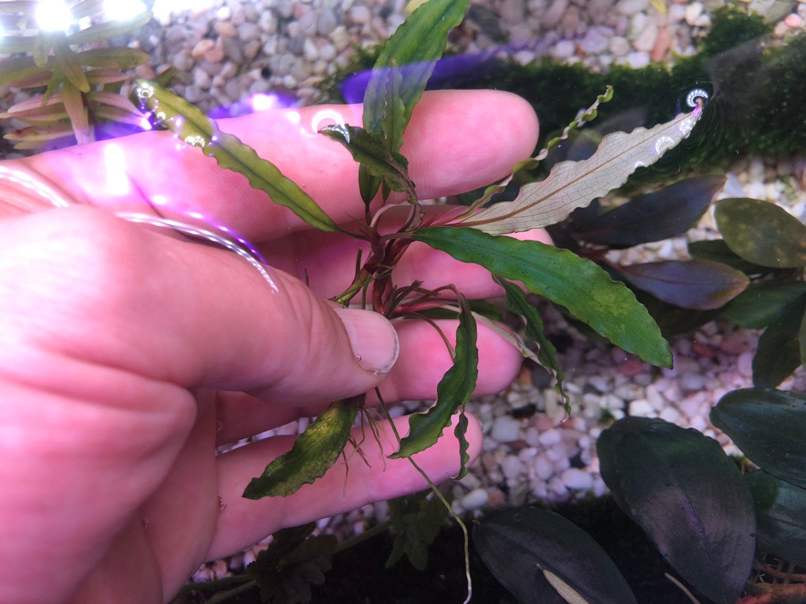 Bucephalandra Cypress, Dieren en Toebehoren, Ophalen of Verzenden, Plant(en), Steen of Hout