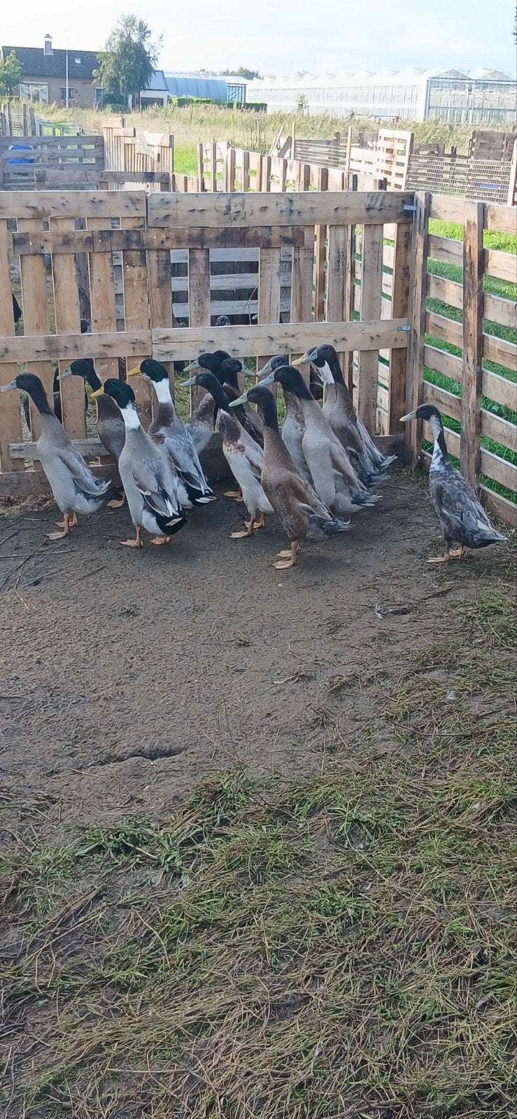 Indische loopeenden, Dieren en Toebehoren, Mannelijk, Eend