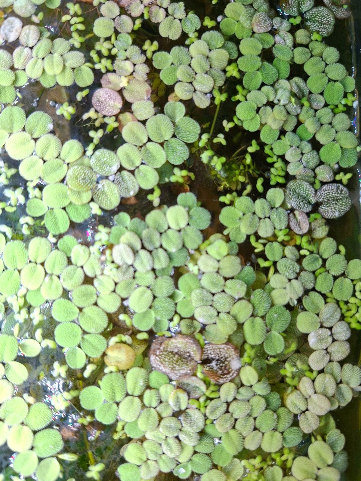 salvinia Minima | vlotvaren, Dieren en Toebehoren, Ophalen of Verzenden, Plant(en), Steen of Hout