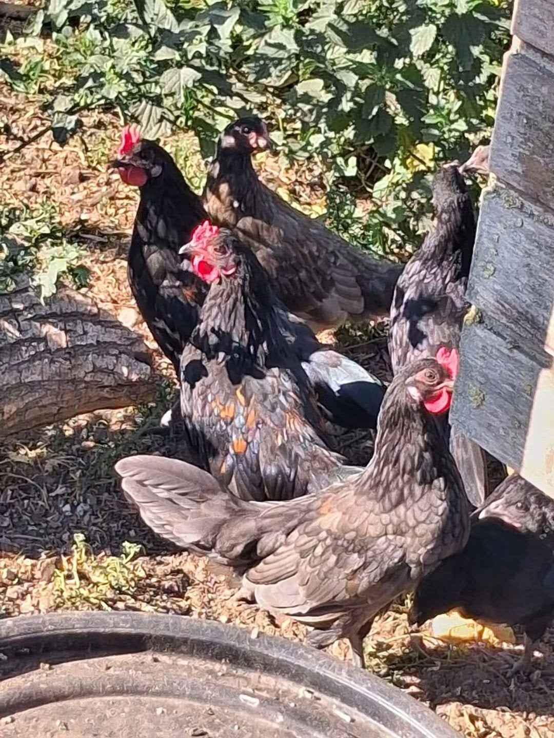 5 kriel haantjes, Dieren en Toebehoren, Pluimvee, Mannelijk, Kip