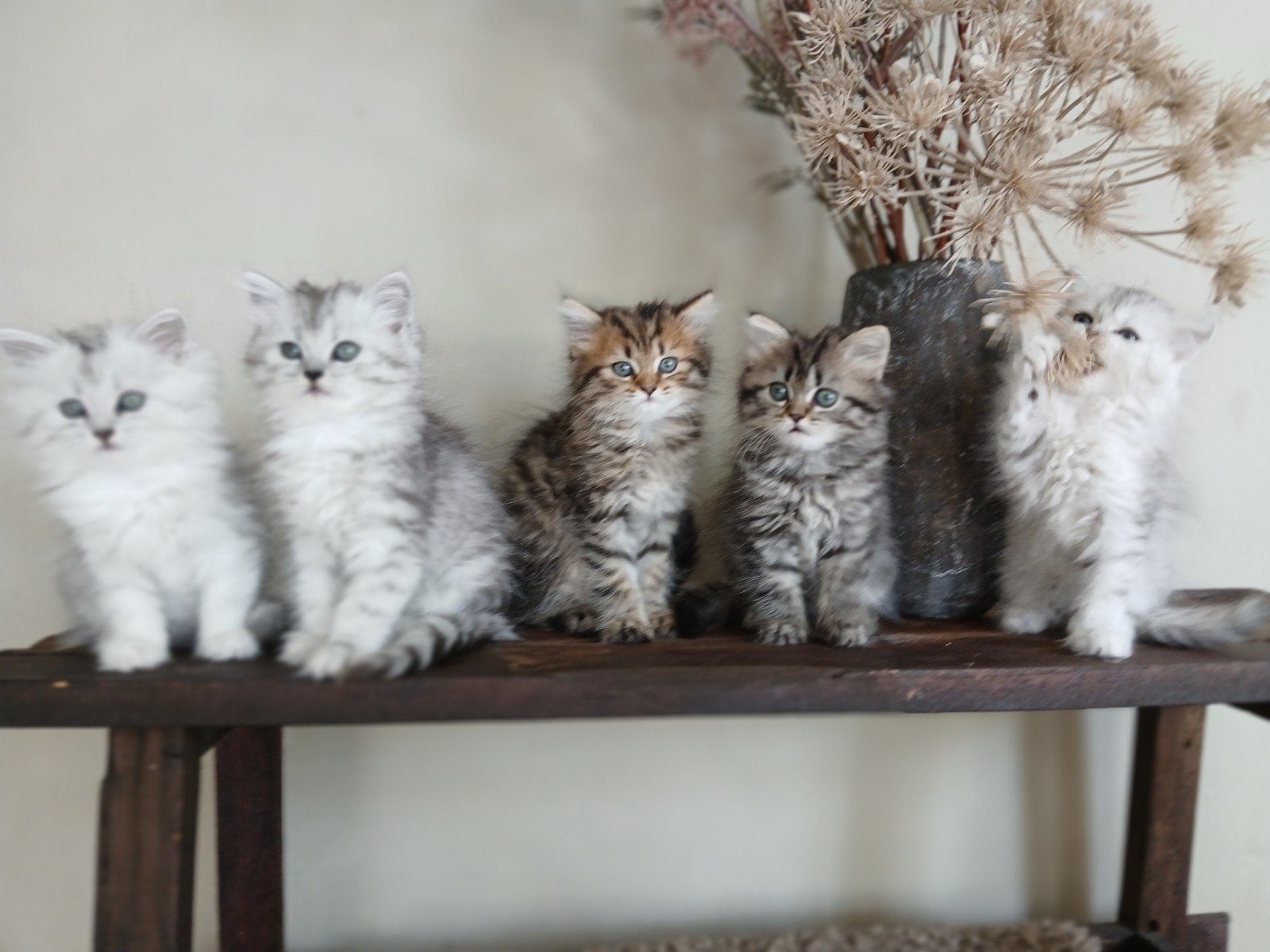 Pers x Pers/Ragdoll, Dieren en Toebehoren, Katten en Kittens | Raskatten | Langhaar, Kater