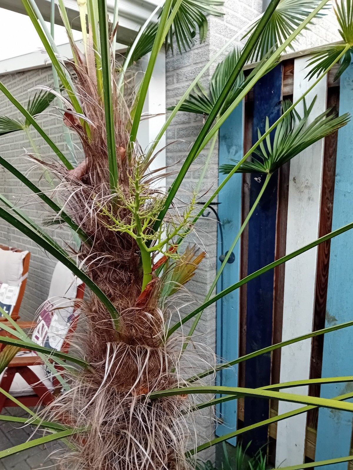 Grote Chinese Waaierpalm (Trachycarpus fortunei), Tuin en Terras, Ophalen, Overige soorten, Halfschaduw