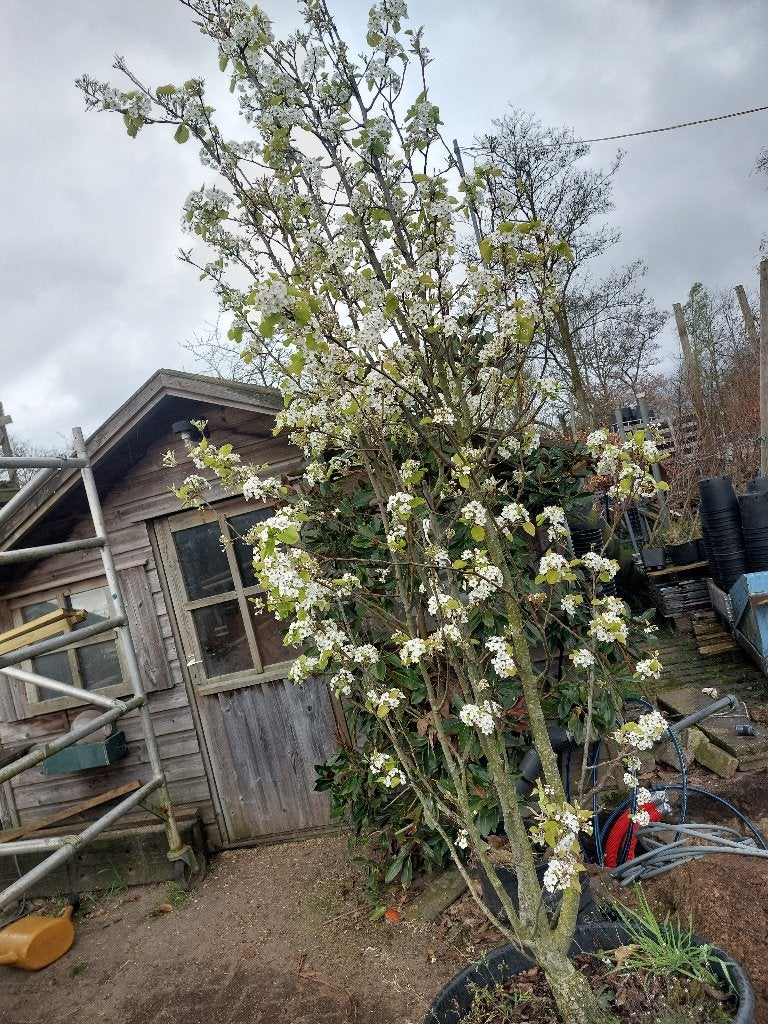 Sierpeer, Overige soorten, Lente, 250 tot 400 cm, Ophalen