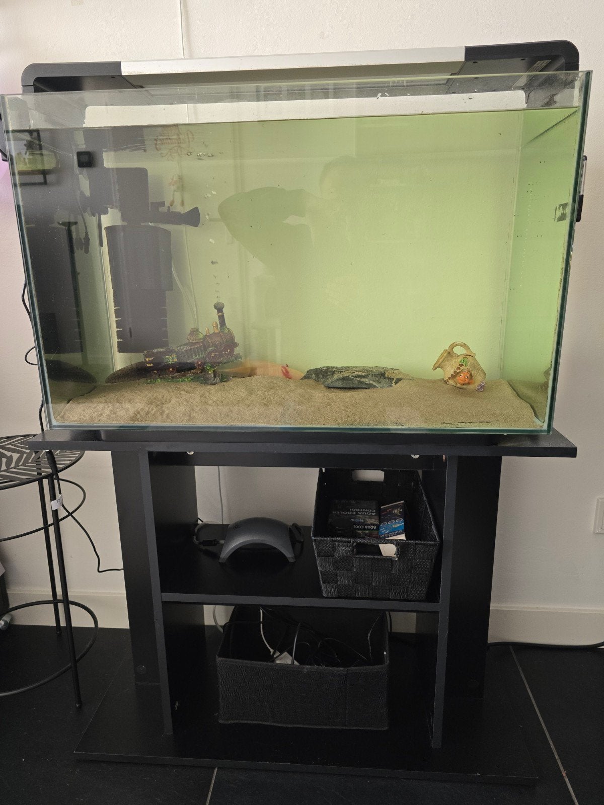 Compleet aquarium met 2 axolotl te koop wegens beëindiging., Ophalen, Zo goed als nieuw, Gevuld zoetwateraquarium