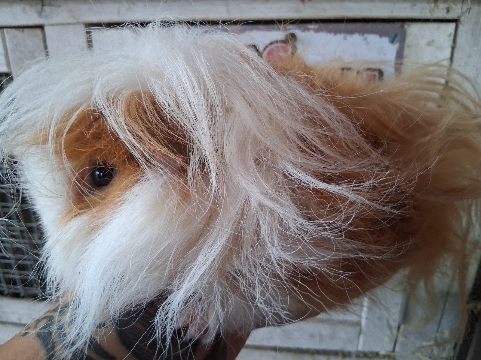 TK prachtige rood/witte lunkarya (dek) beer, Cavia, Mannelijk, Januari, Tam