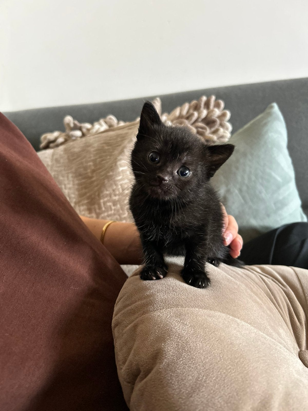 3 lieve kittens zoeken een gouden mandje, Dieren en Toebehoren, Katten en Kittens | Overige Katten, Meerdere dieren