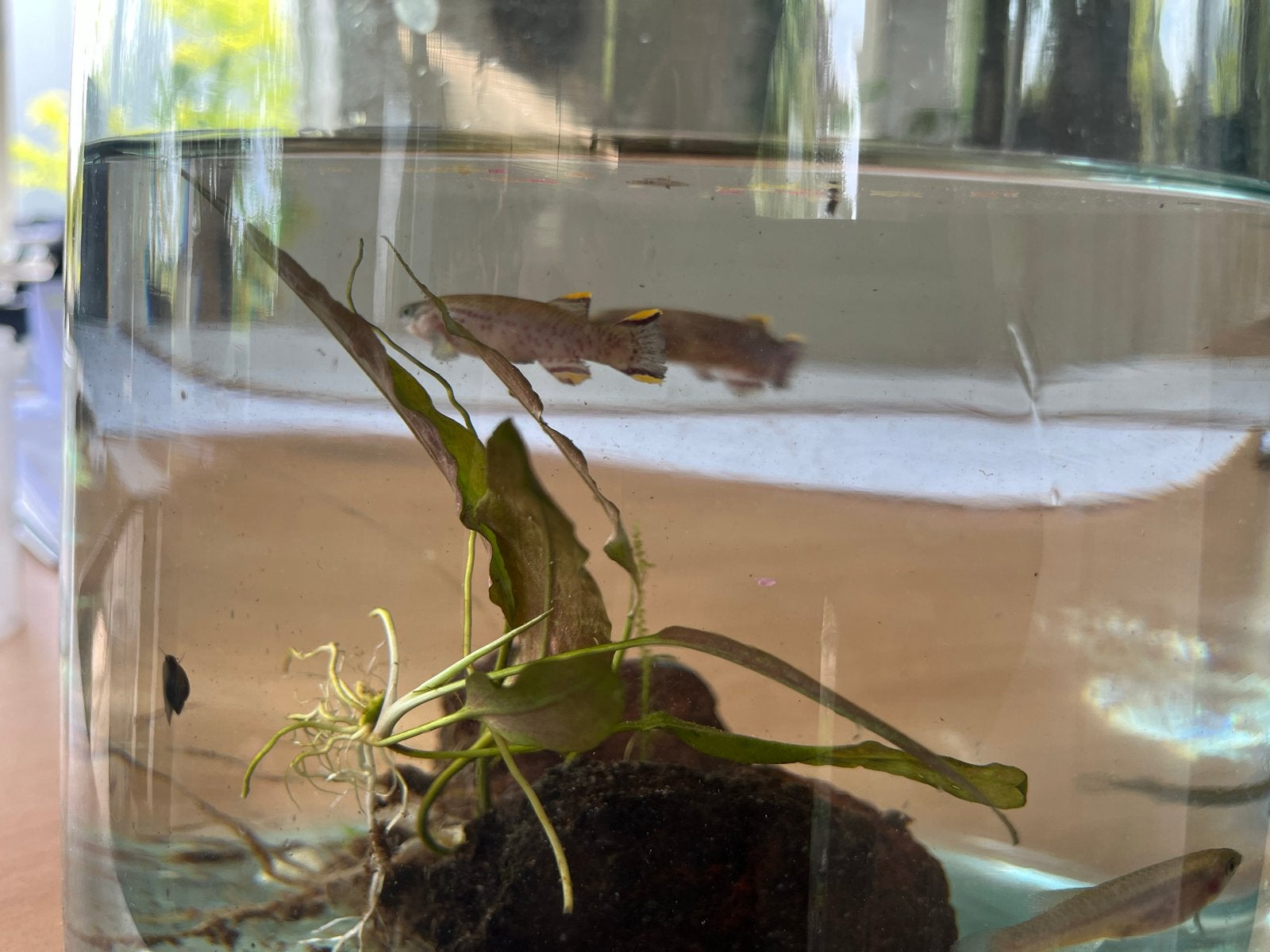 Killivissen, Dieren en Toebehoren, Vissen | Aquariumvissen, Vis