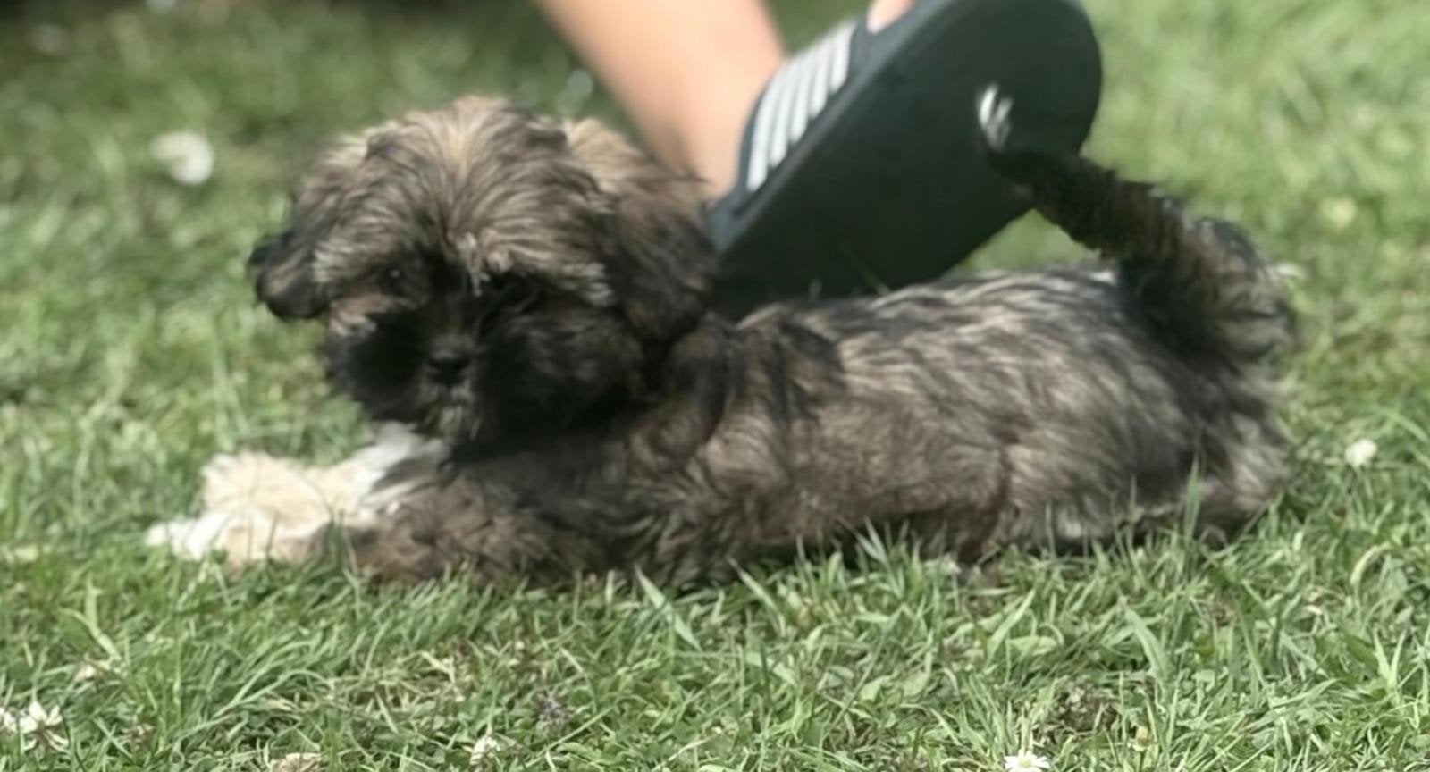 Mooie sociale speelse boomer pups, Parvo, Overige rassen, 8 tot 15 weken, Meerdere