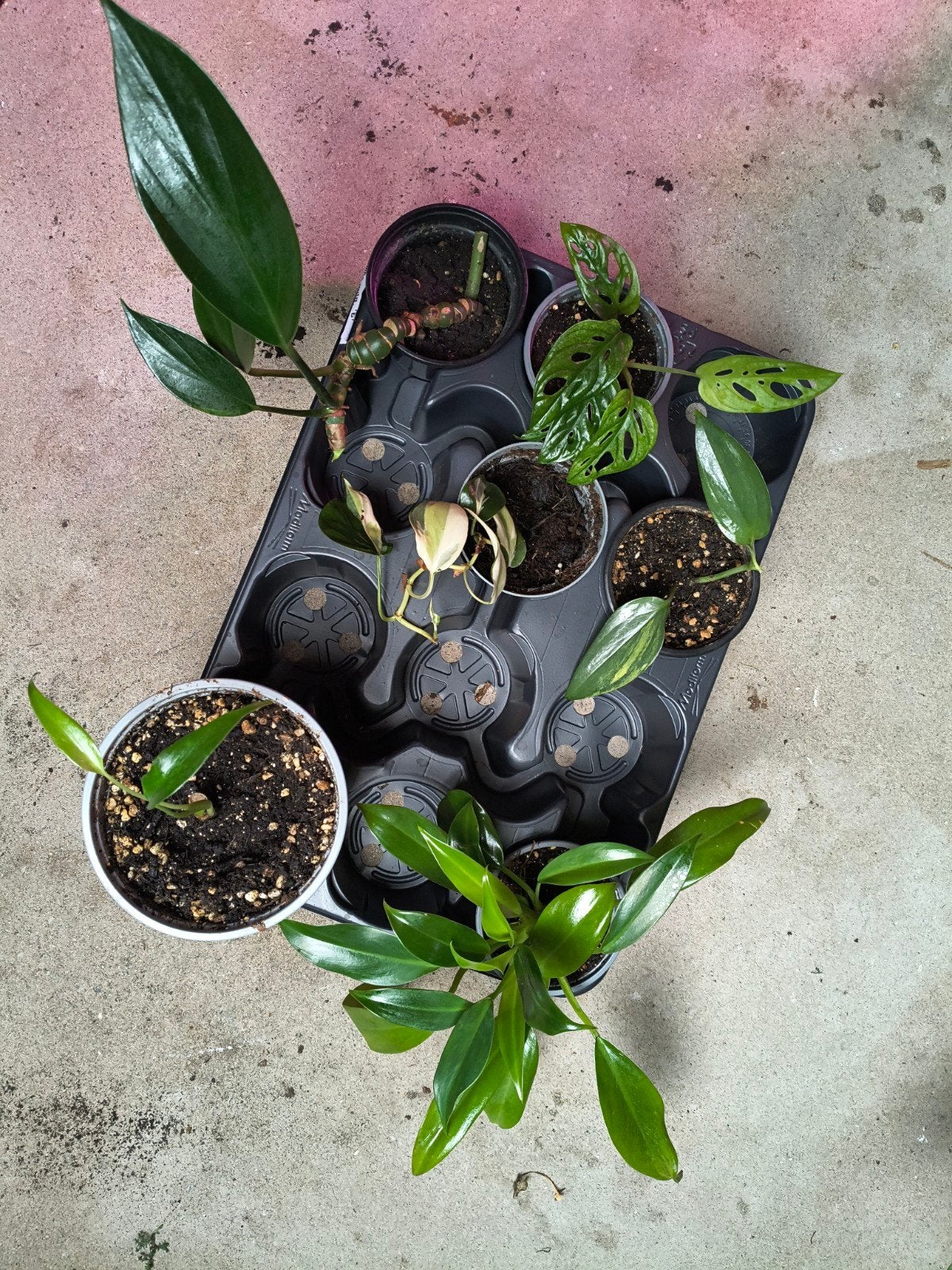 Plantenbox met 6 bijzondere kamerplanten, Ophalen of Verzenden, Halfschaduw, Minder dan 100 cm