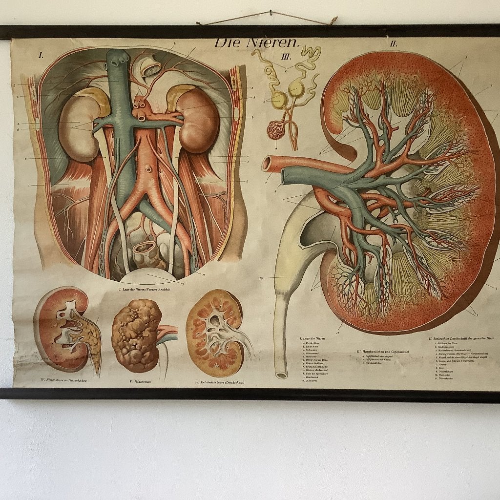 Oude schoolkaarten, Antiek en Kunst, Ophalen, Natuur en Biologie