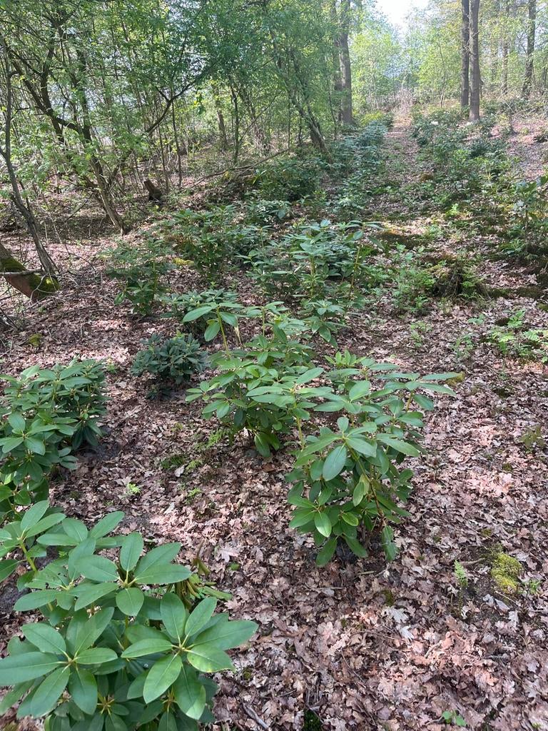 Rhododendron catawbiense 'Grandiflorum' - Wintergroene Heest, Tuin en Terras, Vaste plant, Halfschaduw, Lente, Ophalen