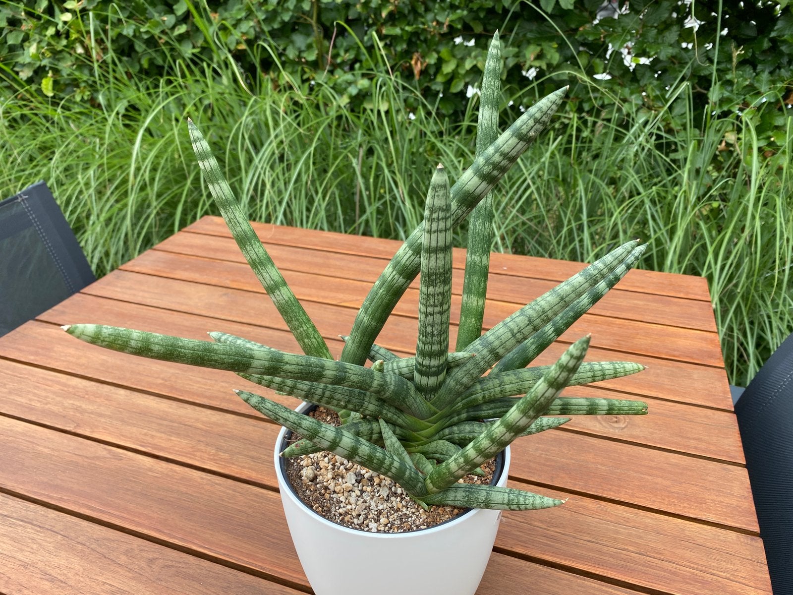 Sansevieria boncel, Tuin en Terras, Ophalen, Overige soorten, Volle zon