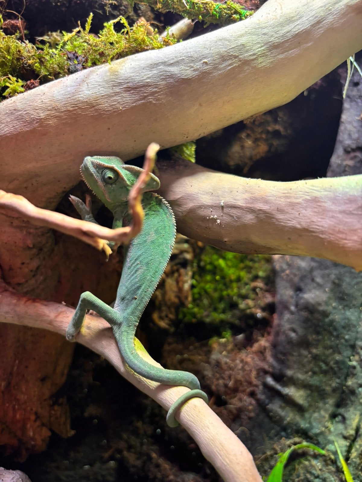 Jemen kameleon Chameleon photo 3
