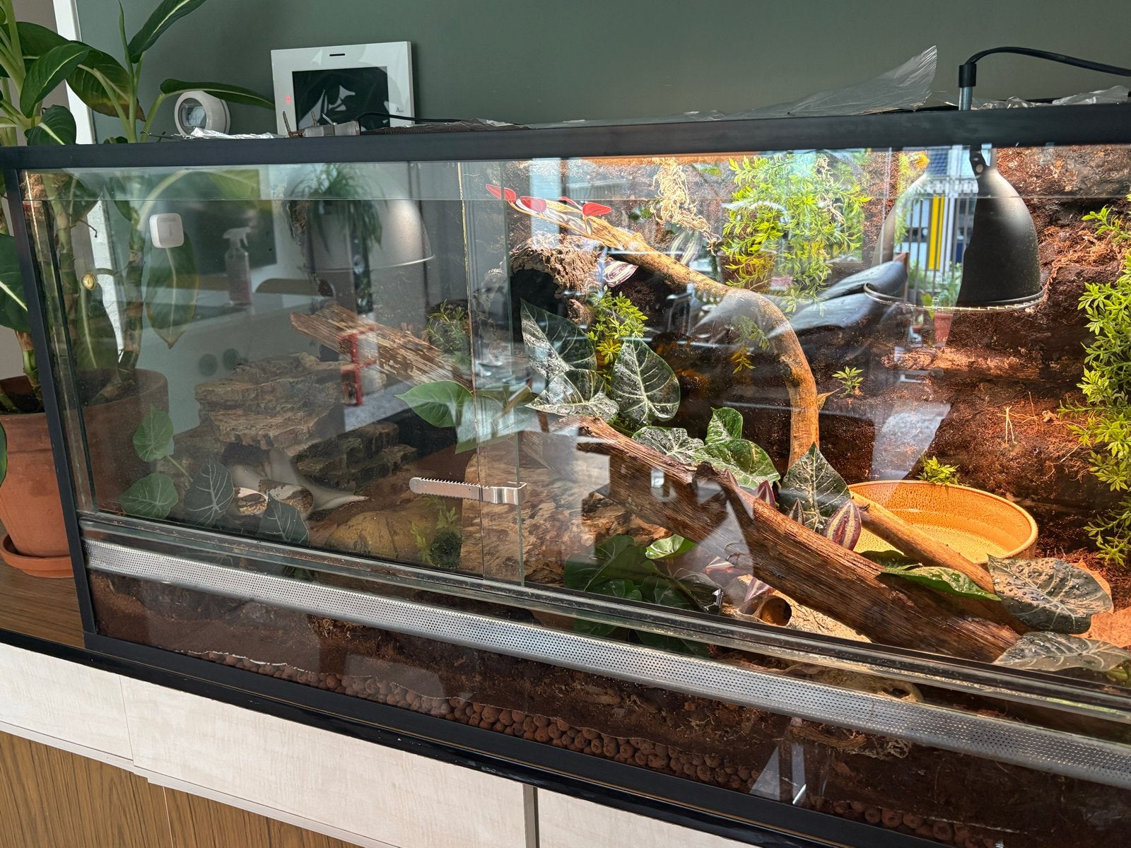 Koningspython inclusief terrarium Ball Python photo 3