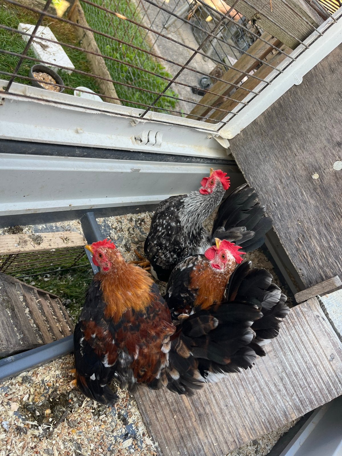 Serama haantjes van maart 2026, Dieren en Toebehoren, Pluimvee, Mannelijk, Kip
