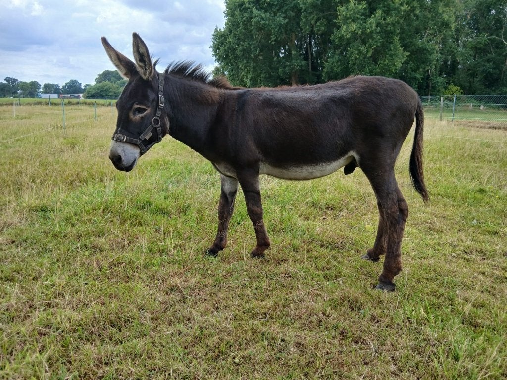 Mini ezel hengst., Dieren en Toebehoren, Schapen, Geiten en Varkens, Mannelijk, Schaap, 6 jaar of ouder