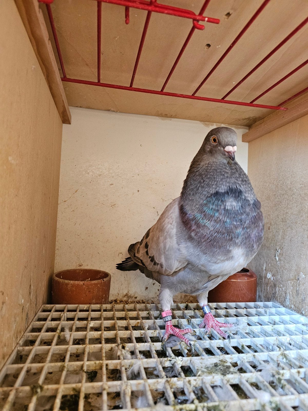 marteno kropper, Meerdere dieren, Kropper