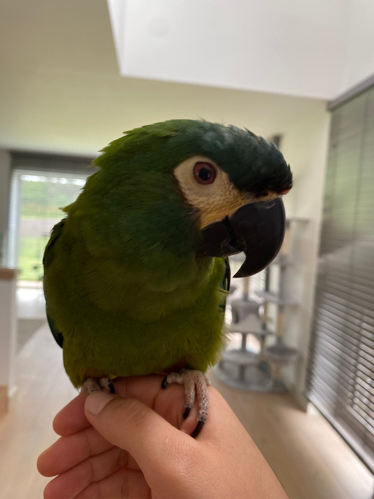 Maracena papegaai, Vrouwelijk, Papegaai, Tam