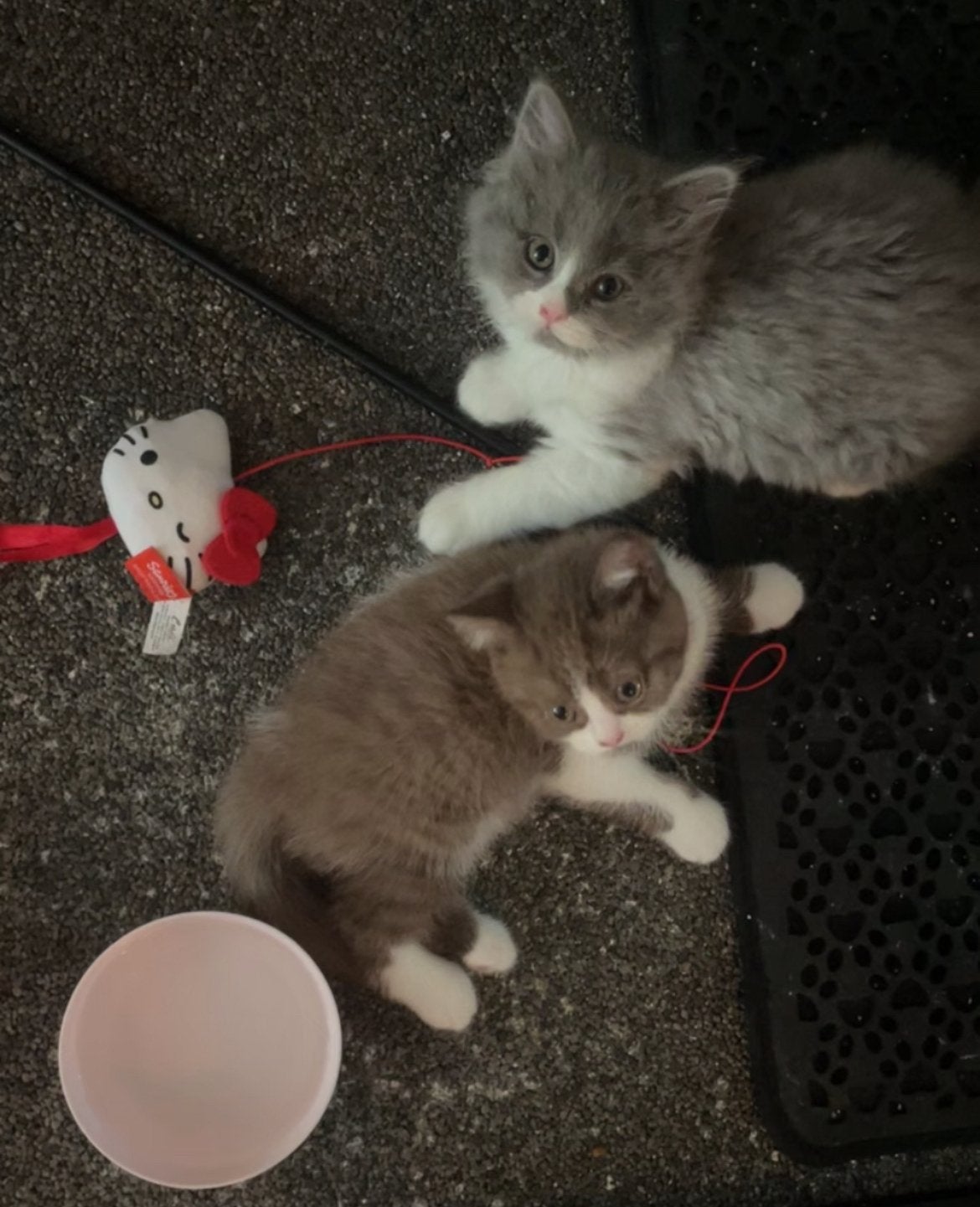 Prachtige Ragdoll x Britse korthaar kittens, Meerdere dieren, Ontwormd, 0 tot 2 jaar