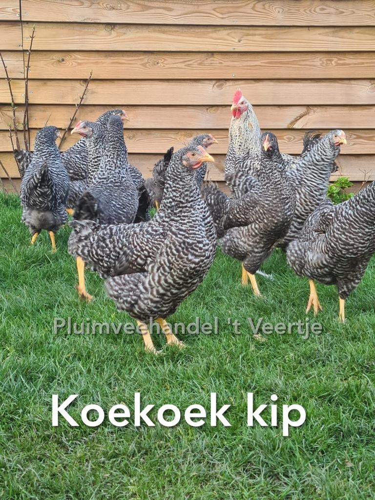 Jonge legkippen leghennen kippen araucana sussex koekoek, Vrouwelijk, Kip