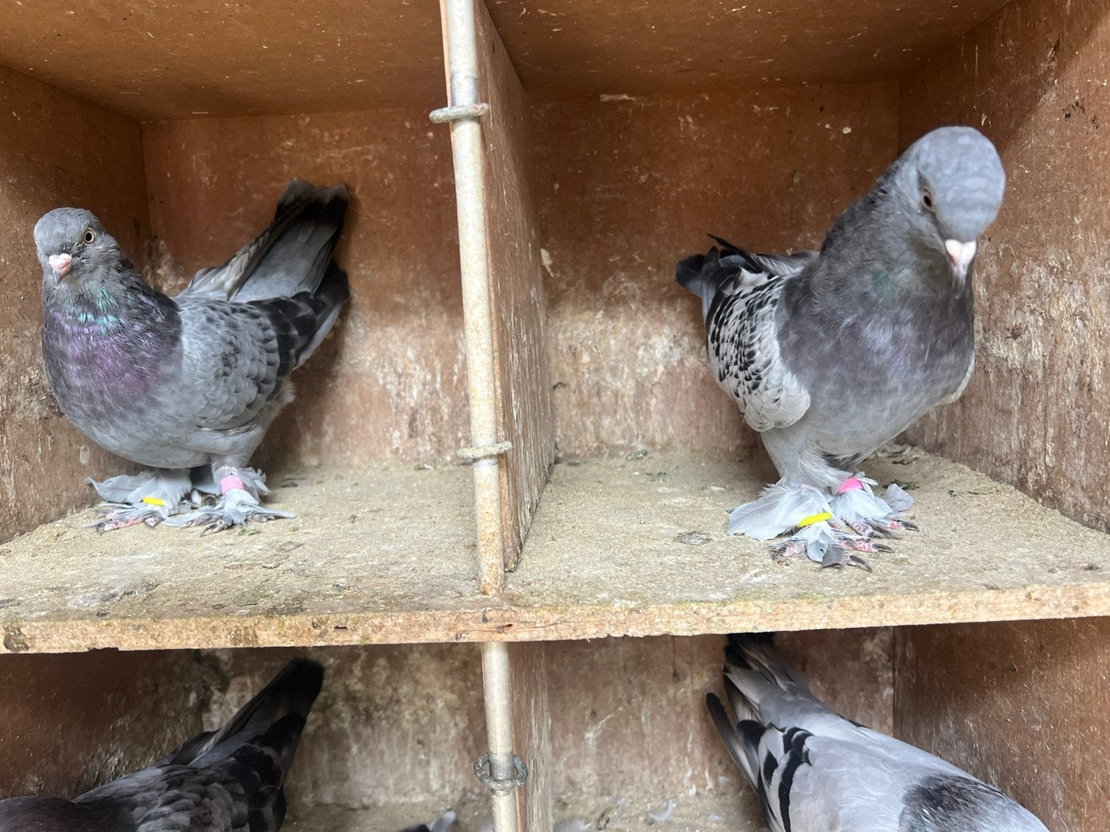Takla Duiven, Meerdere dieren, Tuimelaar of Roller