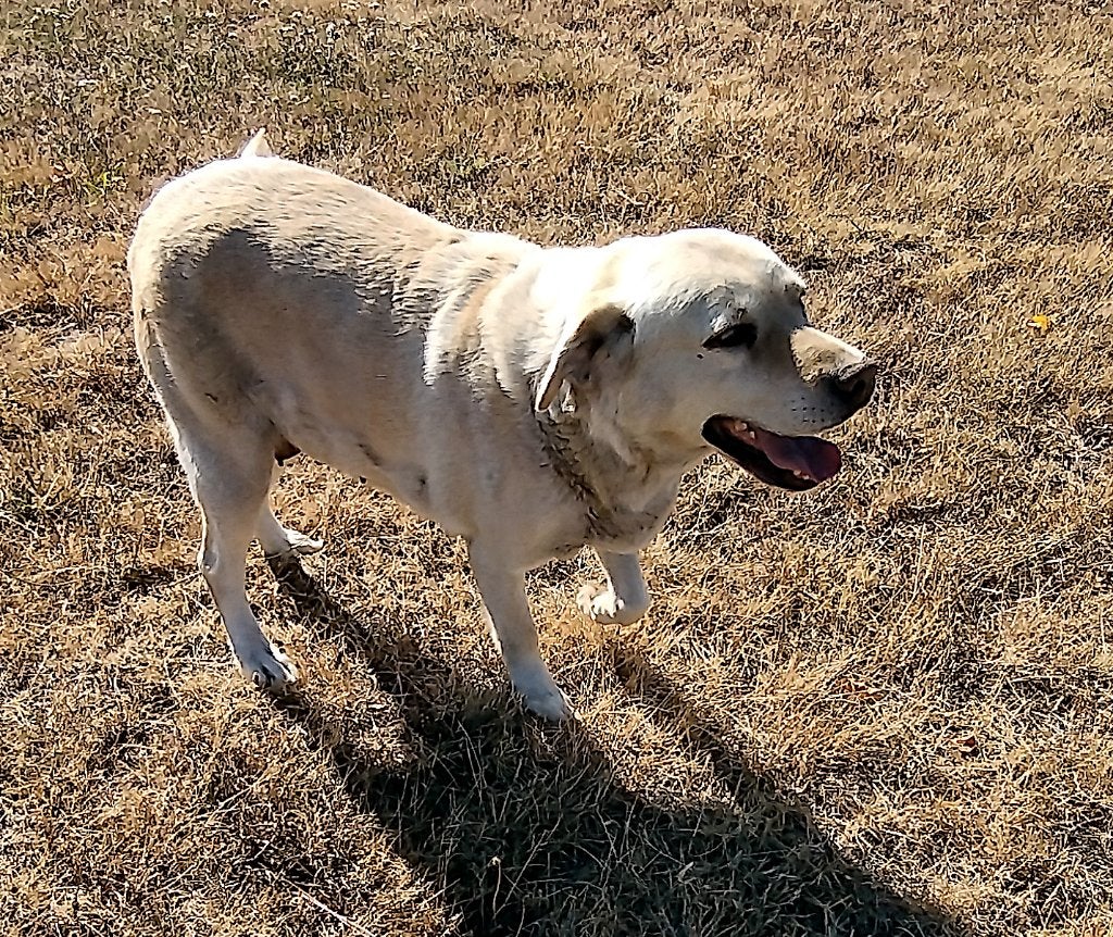 blonde labrador teef van 2019, 6 jaar of ouder, België, Particulier, Teef