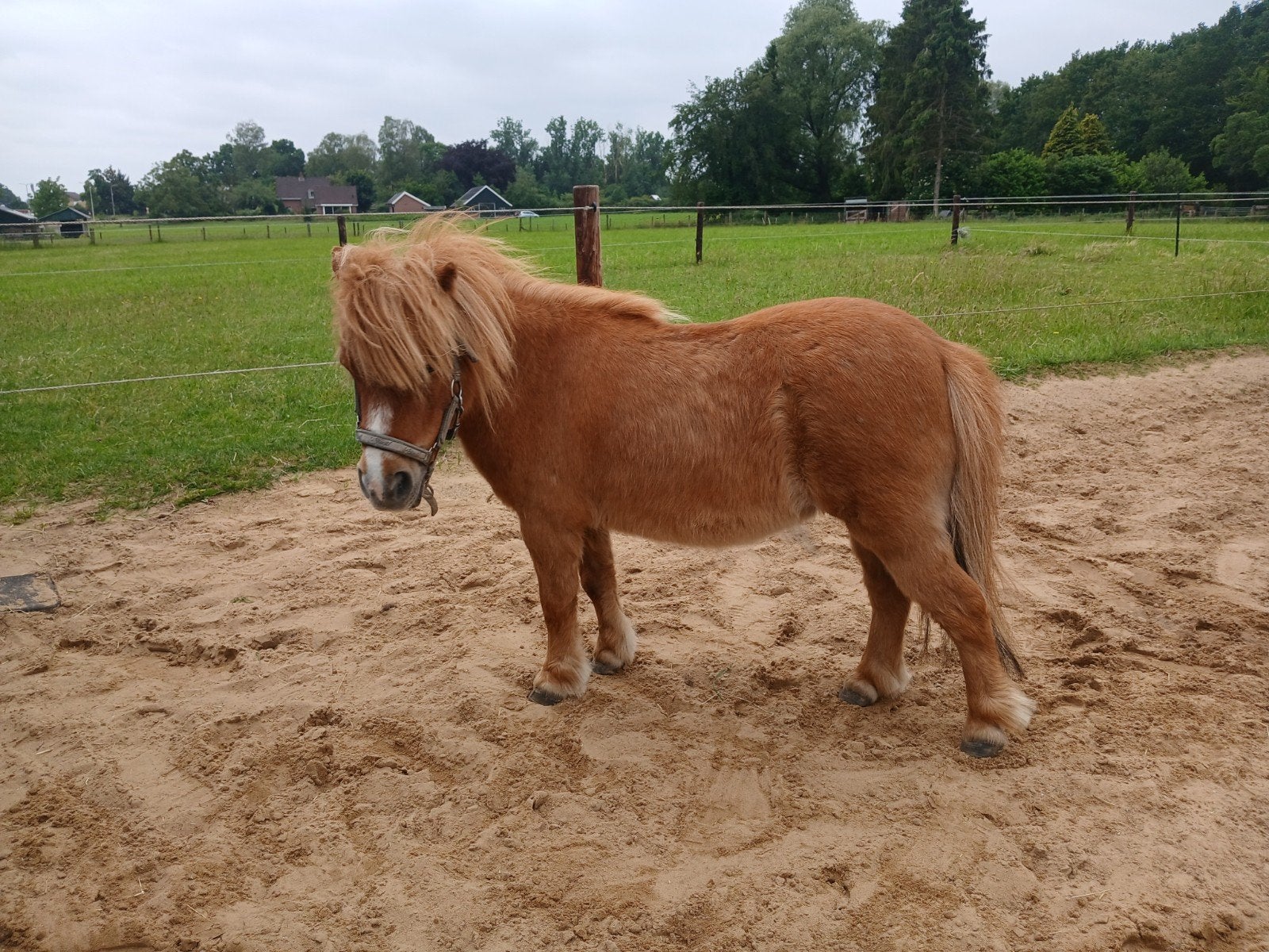 Leuke kleine Shetlander, Dieren en Toebehoren, Pony's, Merrie, Niet van toepassing, A pony (tot 1.17m), Gechipt
